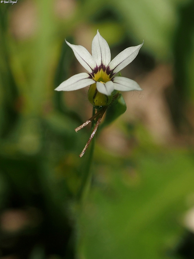 Sisyrinchium micranthum yet another invasive in Madagascar Blue Pigroot,Geotagged,Madagascar,Sisyrinchium micranthum,Spring