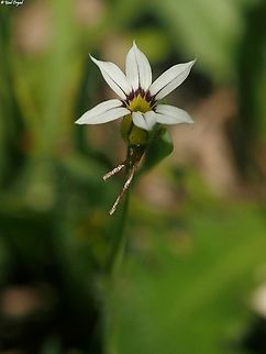 Sisyrinchium micranthum yet another invasive in Madagascar Blue Pigroot,Geotagged,Madagascar,Sisyrinchium micranthum,Spring