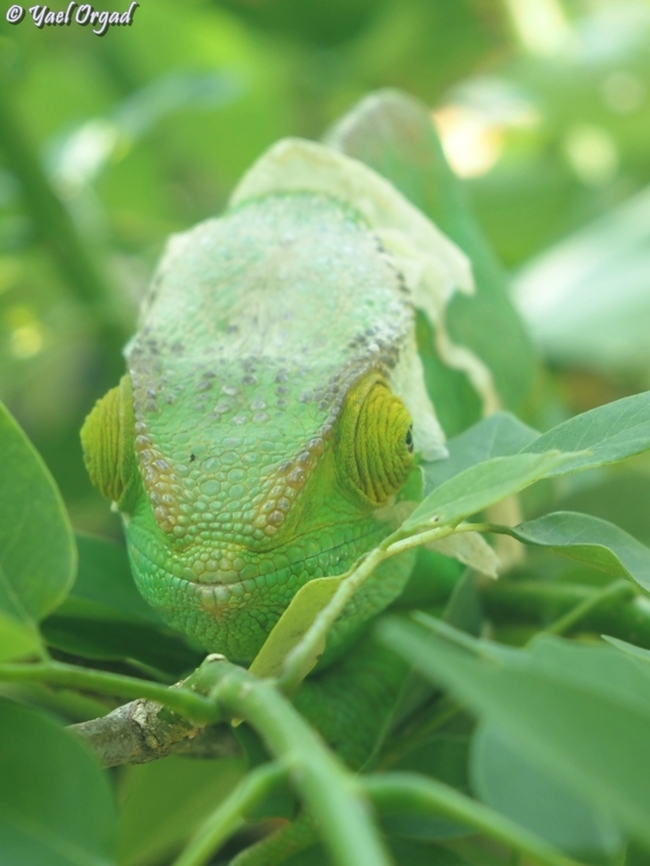 Calumma parsonii Female, frontal look.<br />
Ranomafana Calumma parsonii,Geotagged,Madagascar,Parson's chameleon,Spring