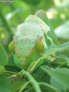 Calumma parsonii Female, frontal look.
Ranomafana Calumma parsonii,Geotagged,Madagascar,Parson's chameleon,Spring