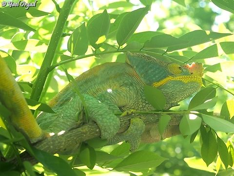 Calumma parsonii A very big male
Ranomafana Calumma parsonii,Geotagged,Madagascar,Parson's chameleon,Spring
