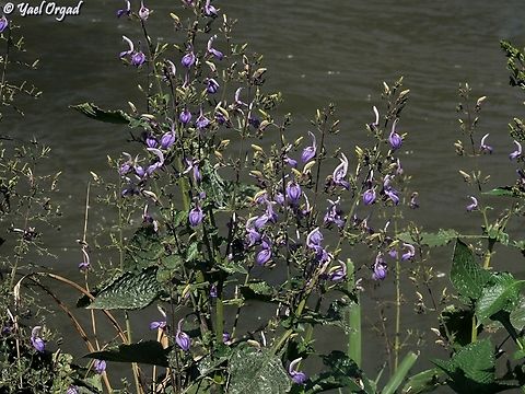 Brillantaisia owariensis  Brillantaisia owariensis,Geotagged,Madagascar,Spring