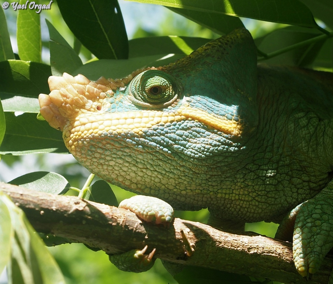 Calumma parsonii a very big male<br />
Ranomafana Calumma parsonii,Geotagged,Madagascar,Parson's chameleon,Spring
