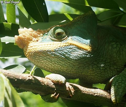 Calumma parsonii a very big male
Ranomafana Calumma parsonii,Geotagged,Madagascar,Parson's chameleon,Spring
