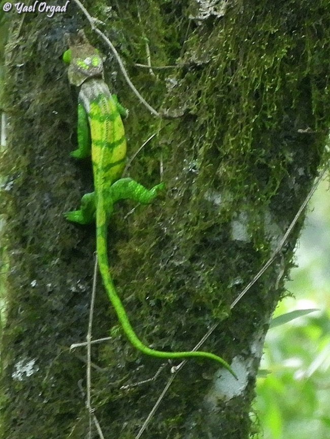 Calumma oshaughnessyi  Calumma oshaughnessy,Geotagged,Madagascar,O'shaughnessy's chameleon,Spring