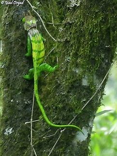 Calumma oshaughnessyi  Calumma oshaughnessy,Geotagged,Madagascar,O'shaughnessy's chameleon,Spring