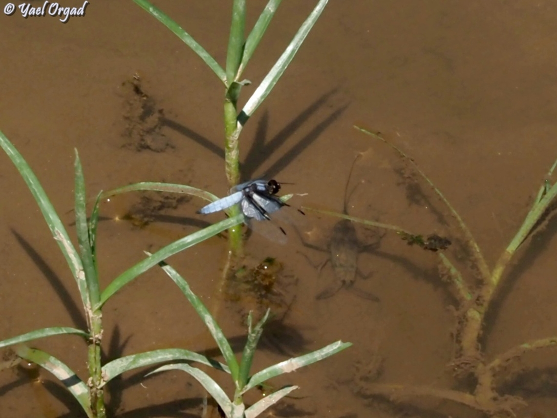 Palpopleura vestita - Silver Widow Ranomafana Palpopleura vestita,Silver Widow