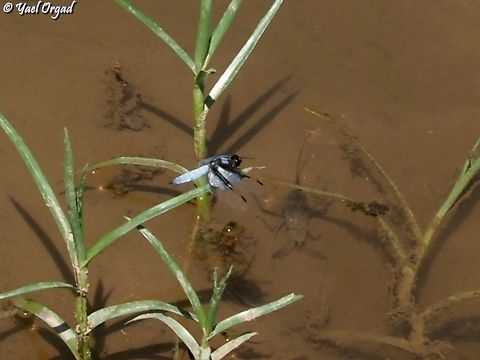Palpopleura vestita - Silver Widow Ranomafana Palpopleura vestita,Silver Widow