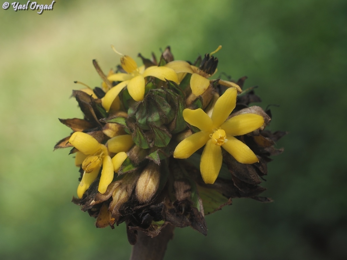 Curculigo capitulata  Curculigo capitulata,Geotagged,Madagascar,Spring
