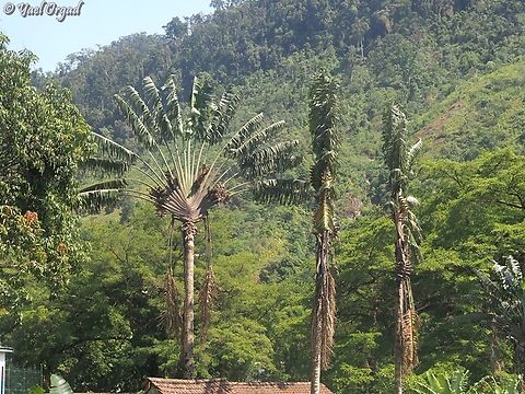 Ravenala grandis  Geotagged,Madagascar,Ravenala grandis,Spring