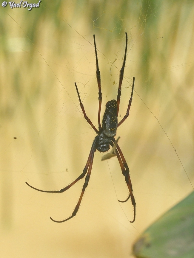 Trichonephila inaurata ssp. madagascariensis Ranomafana Red-legged golden orb-weaver spider,Trichonephila inaurata