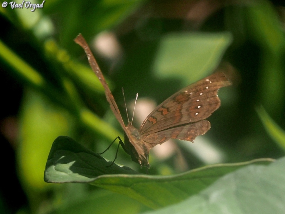 Junonia goudotii  Geotagged,Junonia goudotii,Madagascar,Spring