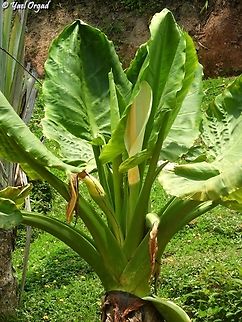 This is NOT a Banana! Typhonodorum lindleyanum - from a distance it looks like stout Banana trees. but actually it is of the Araceae family, and has Arum-like flowers!  Geotagged,Madagascar,Spring,Typhonodorum,Typhonodorum lindleyanum
