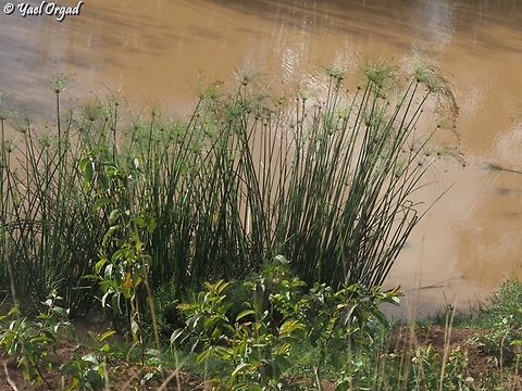 Cyperus papyrus In Israel it is a very rare plant. In Madagascar it grows just about everywhere there is water...  Cyperus papyrus,Geotagged,Madagascar,Papyrus sedge,Spring