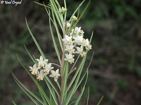 Gomphocarpus fruticosus  Geotagged,Gomphocarpus fruticosus,Madagascar,Narrow-leaf Cotton Bush,Spring