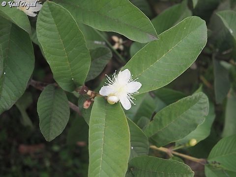 Psidium guajava Not local, but grows just about anywhere... 
 Common guava,Geotagged,Madagascar,Psidium guajava,Spring