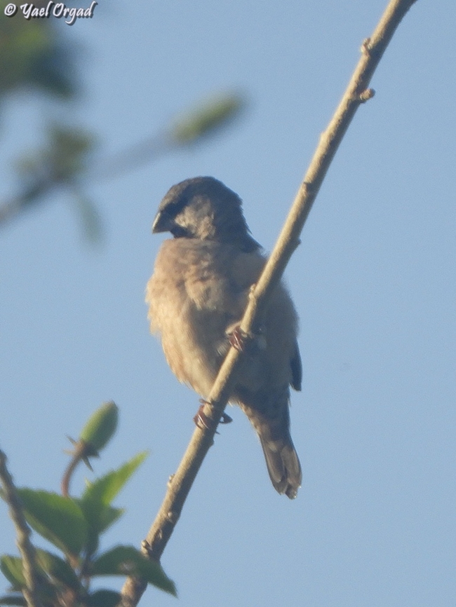 Lepidopygia nana  Geotagged,Lepidopygia nana,Madagascan mannikin,Madagascar,Spring