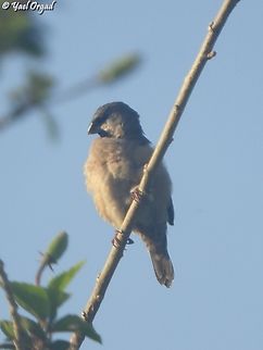 Lepidopygia nana  Geotagged,Lepidopygia nana,Madagascan mannikin,Madagascar,Spring