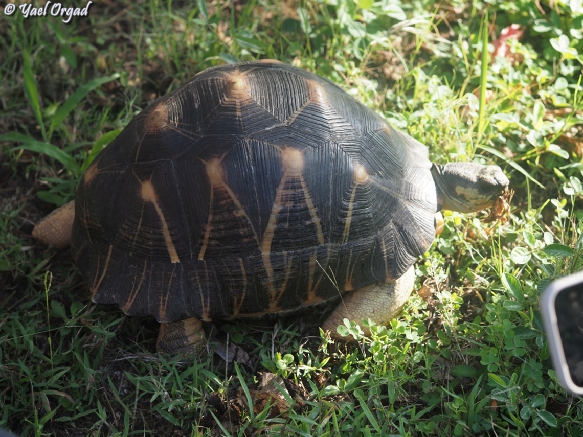Astrochelys radiata  Astrochelys radiata,Geotagged,Madagascar,Radiated tortoise,Spring