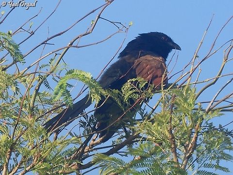 Centropus toulou  Centropus toulou,Geotagged,Madagascar,Malagasy coucal,Spring