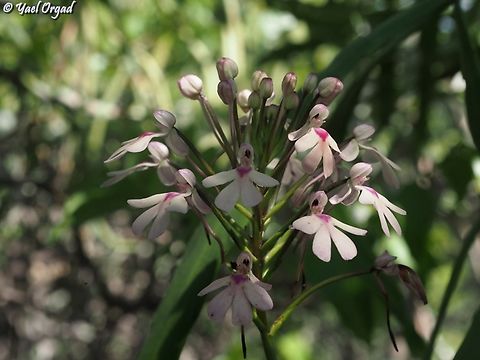 Cynorkis angustipetala  Cynorkis angustipetala,Geotagged,Madagascar,Spring
