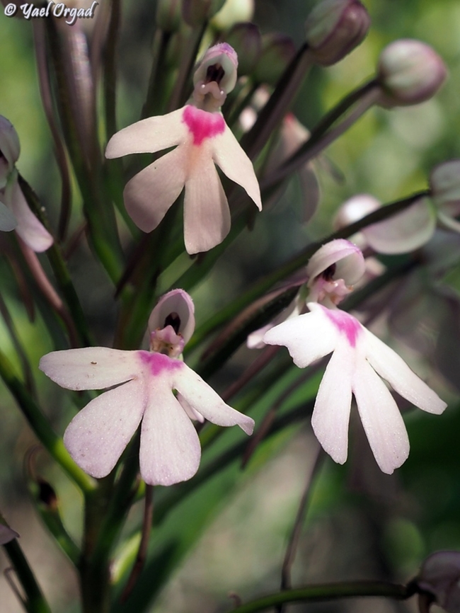 Cynorkis angustipetala  Cynorkis angustipetala,Geotagged,Madagascar,Spring
