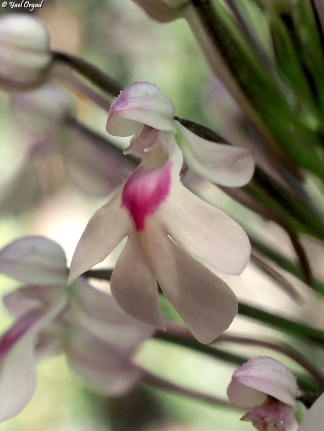 Cynorkis angustipetala  Cynorkis angustipetala,Geotagged,Madagascar,Spring