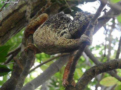 Furcifer oustaleti Male
Anja Community Reserve Furcifer oustaleti,Geotagged,Madagascar,Malagasy Giant Chameleon,Spring