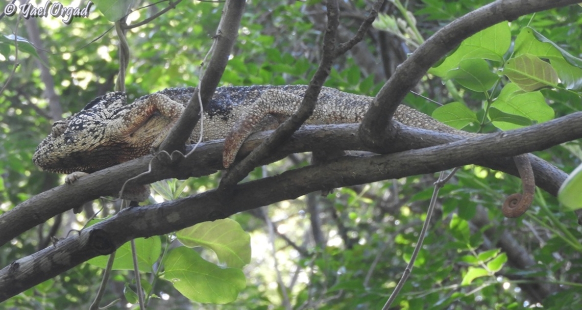 Furcifer oustaleti Male<br />
Anja Community Reserve Furcifer oustaleti,Geotagged,Madagascar,Malagasy Giant Chameleon,Spring