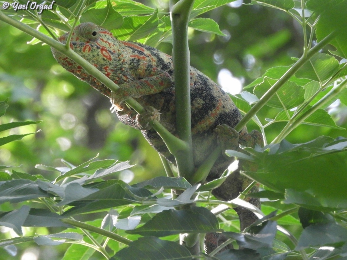 Furcifer oustaleti Female<br />
Anja community reserve Furcifer oustaleti,Geotagged,Madagascar,Malagasy Giant Chameleon,Spring