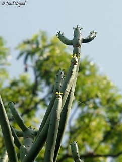 Euphorbia alluaudii  Euphorbia alluaudii,Geotagged,Madagascar,Spring