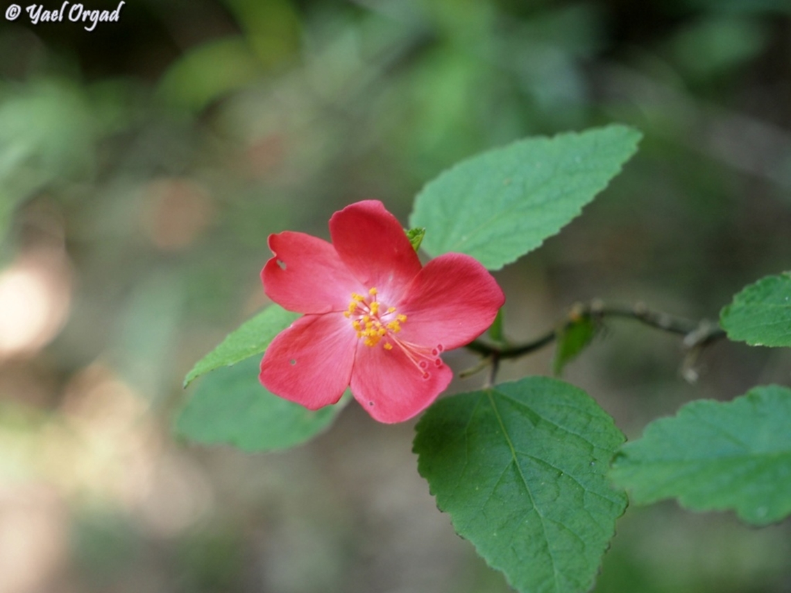Hibiscus ferrugineus  Geotagged,Hibiscus ferrugineus,Madagascar,Spring