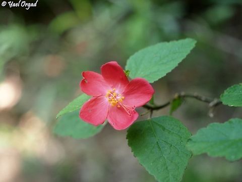Hibiscus ferrugineus  Geotagged,Hibiscus ferrugineus,Madagascar,Spring