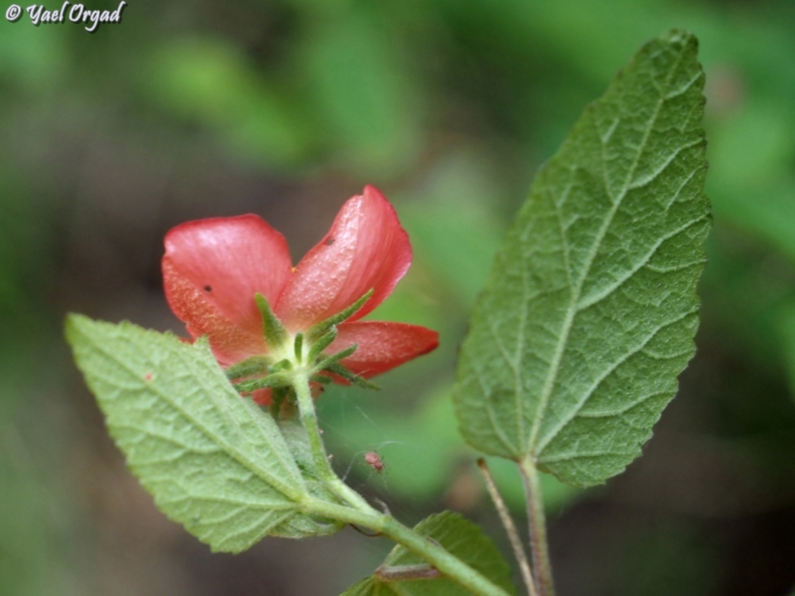Hibiscus ferrugineus  Geotagged,Hibiscus ferrugineus,Madagascar,Spring