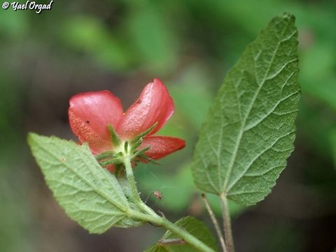 Hibiscus ferrugineus  Geotagged,Hibiscus ferrugineus,Madagascar,Spring