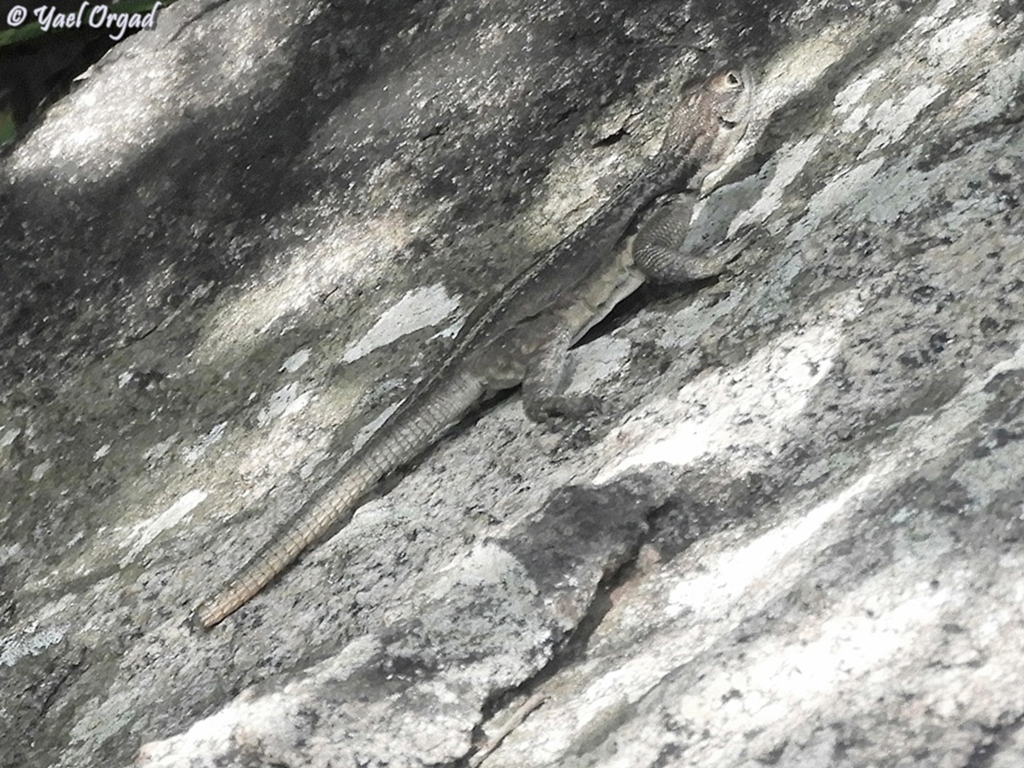 Oplurus quadrimaculatus Dumeril's Madagascar Swift<br />
 Dum&eacute;ril's Madagascar Swift,Geotagged,Madagascar,Oplurus quadrimaculatus,Spring