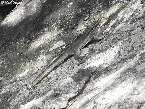 Oplurus quadrimaculatus Dumeril's Madagascar Swift
 Dum&eacute;ril's Madagascar Swift,Geotagged,Madagascar,Oplurus quadrimaculatus,Spring