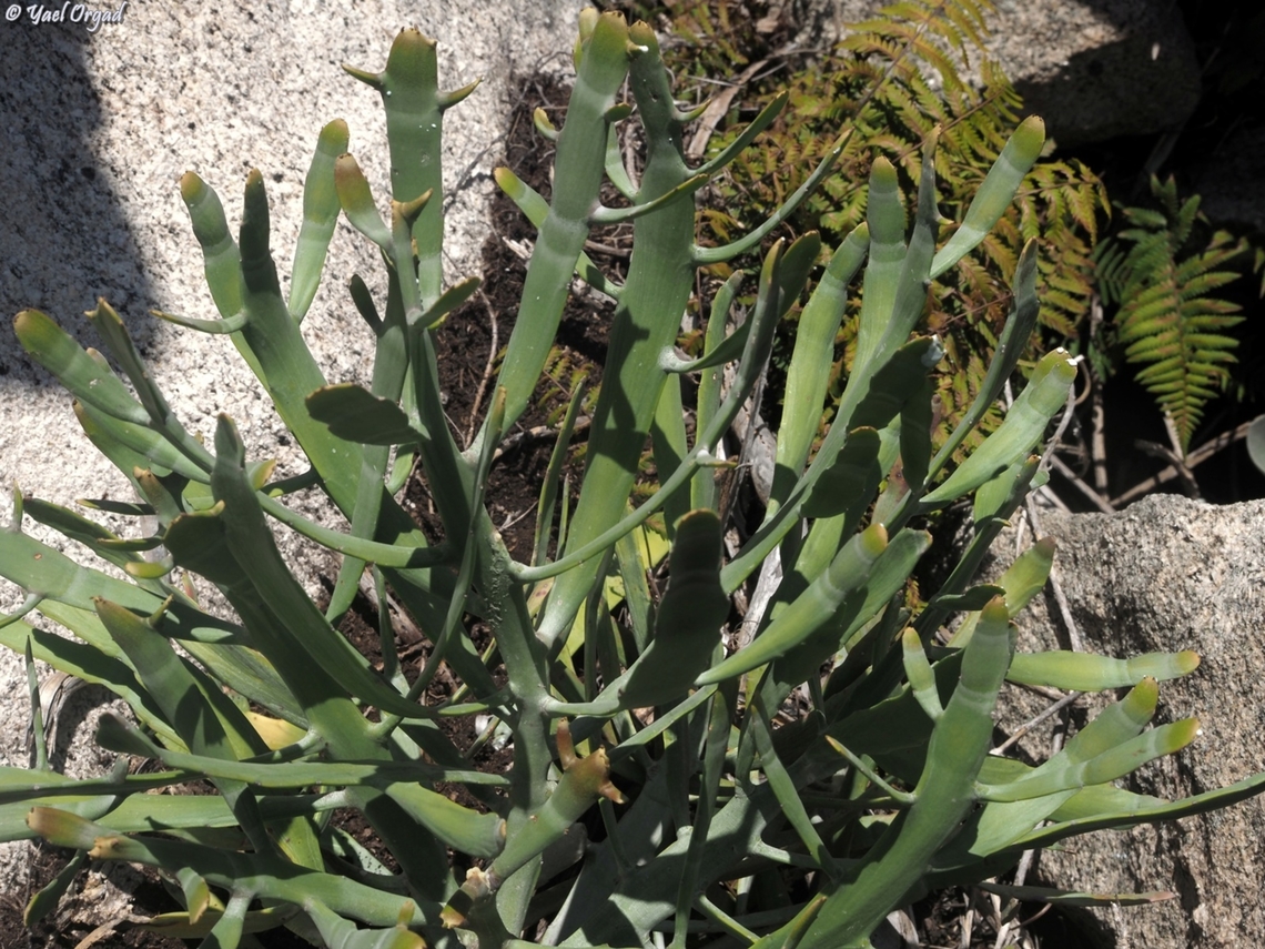 Euphorbia enterophora  Euphorbia enterophora,Geotagged,Madagascar,Spring