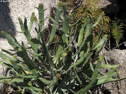 Euphorbia enterophora  Euphorbia enterophora,Geotagged,Madagascar,Spring