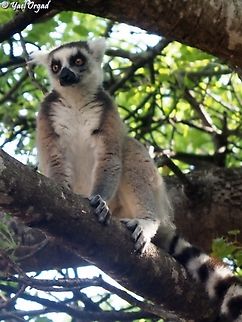 Lemur catta  Geotagged,Lemur catta,Madagascar,Ring-tailed lemur,Spring