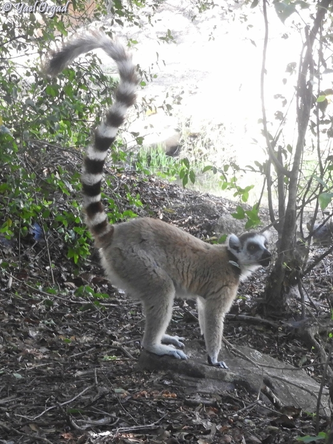 Lemur catta  Geotagged,Lemur catta,Madagascar,Ring-tailed lemur,Spring