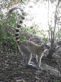 Lemur catta  Geotagged,Lemur catta,Madagascar,Ring-tailed lemur,Spring