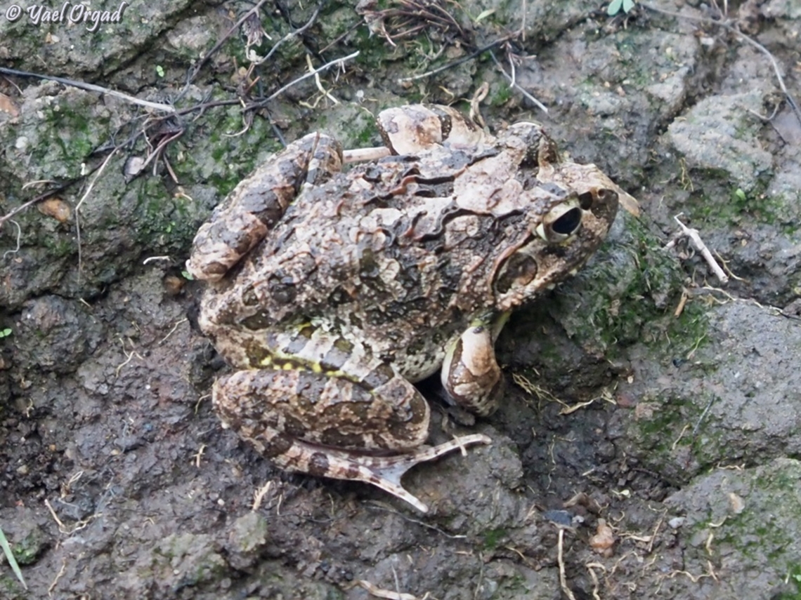 Laliostoma labrosum  Geotagged,Laliostoma labrosum,Madagascar,Madagascar Bullfrog,Spring