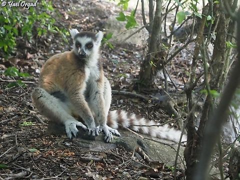 King Julian? a regal Lemur catta Geotagged,Lemur catta,Madagascar,Ring-tailed lemur,Spring