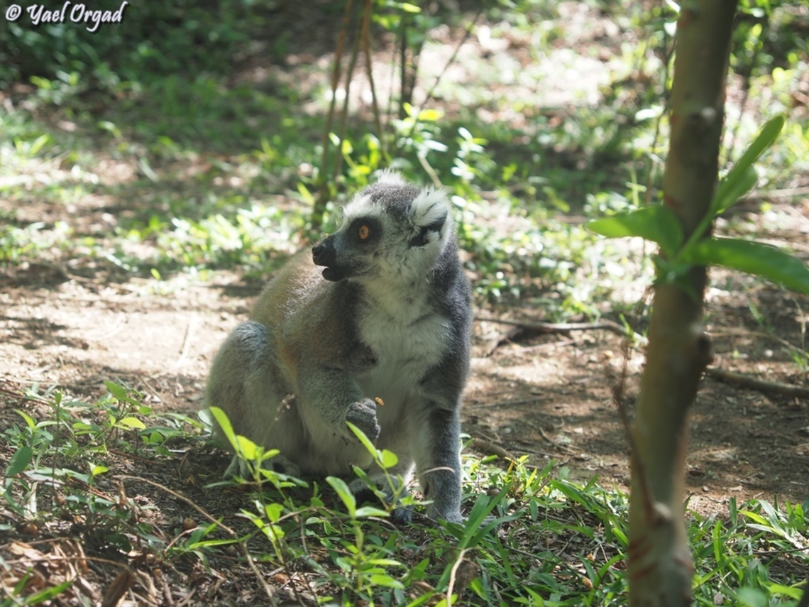 Lemur catta  Geotagged,Lemur catta,Madagascar,Ring-tailed lemur,Spring