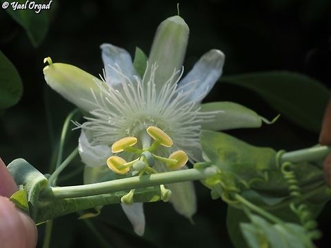 Passiflora subpeltata Invasive in Madagascar Geotagged,Madagascar,Passiflora subpeltata,Spring,White passionflower