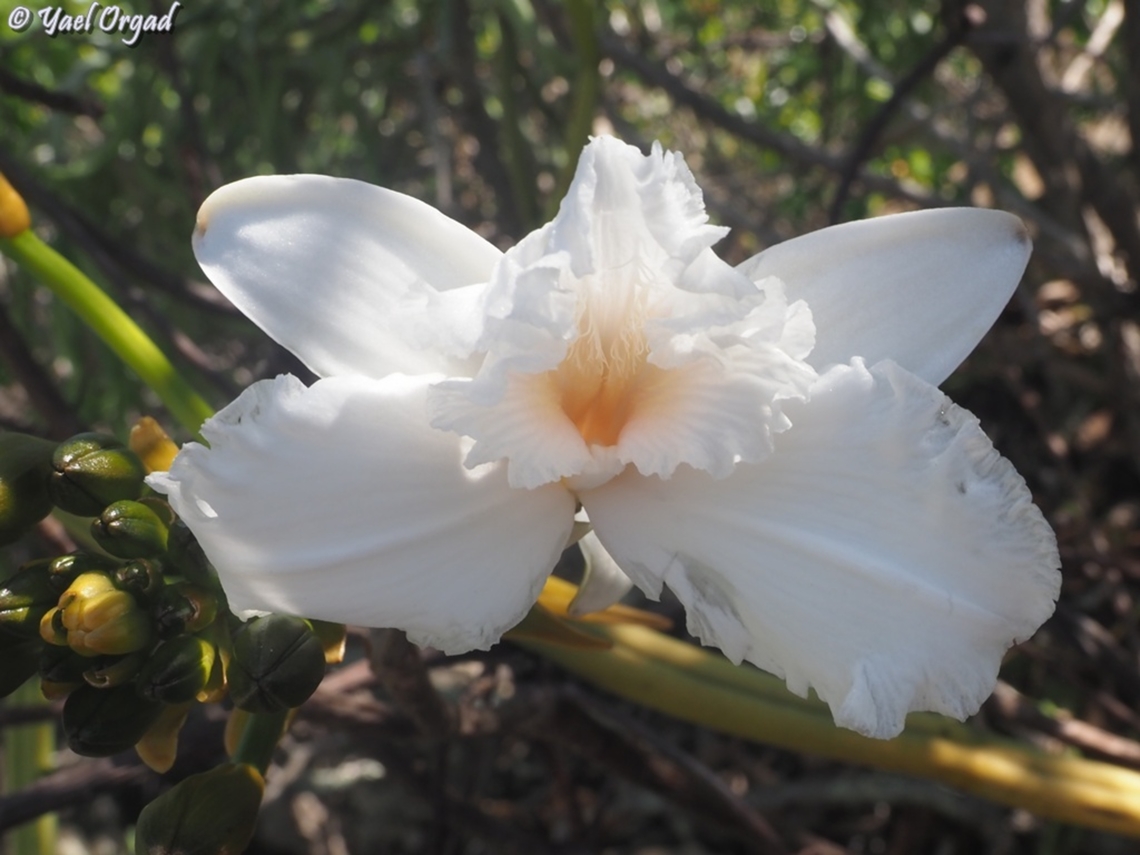 Vanilla madagascariensis Anja Community Reserve Vanilla madagascariensis