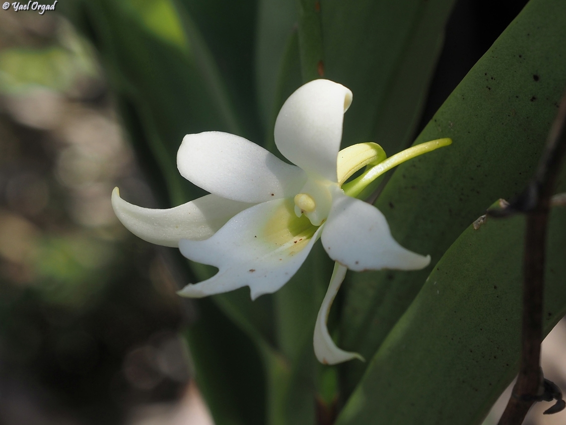 Sobennikoffia humbertiana Anja Community Reserve Geotagged,Madagascar,Sobennikoffia humbertiana,Spring