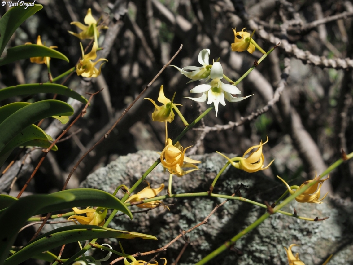 Sobennikoffia humbertiana Anja Community Reserve Sobennikoffia humbertiana