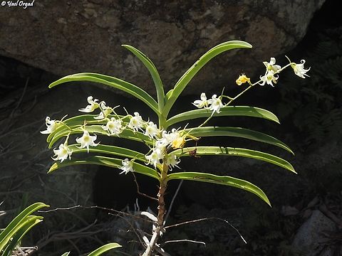 Sobennikoffia humbertiana Anja Community Reserve Geotagged,Madagascar,Sobennikoffia humbertiana,Spring